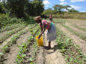 Woman hand irrigating vegetables in southern Zambia